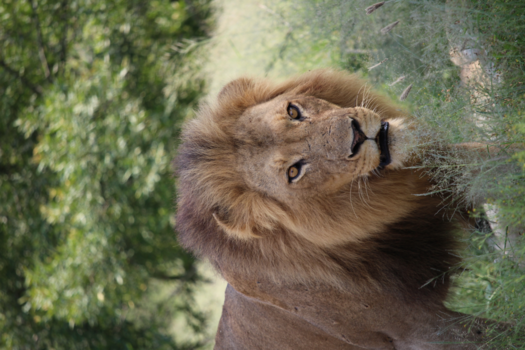 Rondreis van Johannesburg naar Kaapstad - Koning der dieren, net na een vrijpartij.