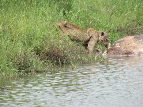 Krugerpark - Zieke leeuw