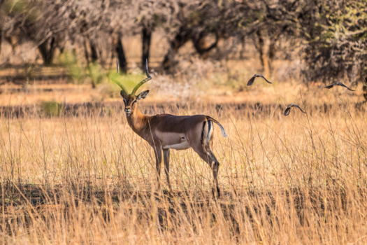 Marakele National Park - Impala en z'n vriendjes