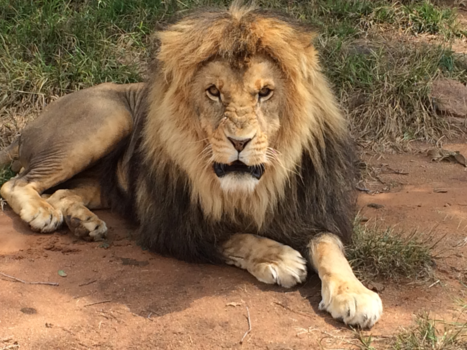 Rondreis van Johannesburg naar Kaapstad - Grommende leeuw