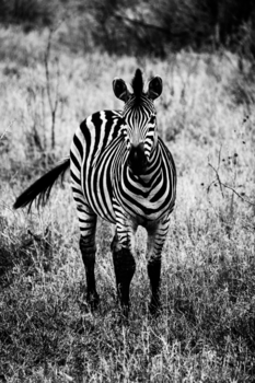 Rondreis van Johannesburg naar Kaapstad - A Zebra is black and white