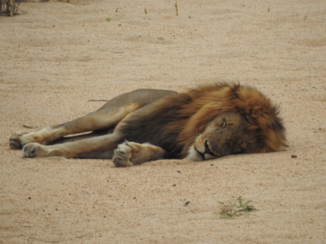 Krugerpark - Slapende leeuw