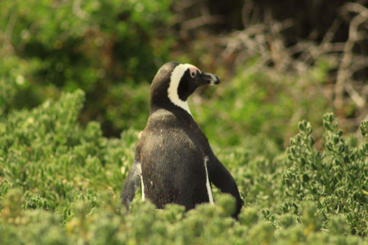 Rondreis van Johannesburg naar Kaapstad - Lonely