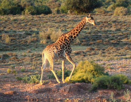 Rondreis van Johannesburg naar Kaapstad - Uitzicht vanuit de Lodge