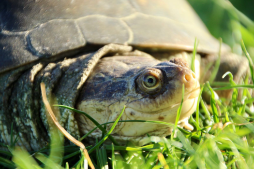 Kaapstad - Opzij, opzij, opzij