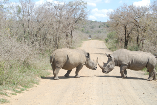 Rondreis van Johannesburg naar Kaapstad - Wie is hier de BAAS !!!!