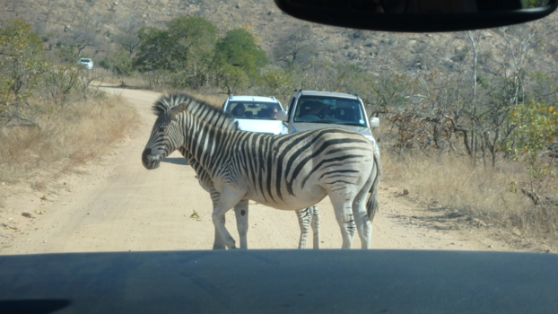 Krugerpark - "Zebra crossing"