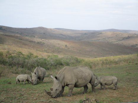 Zululand - One of the big 5
