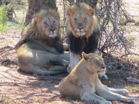 Zululand - The queen and her kings