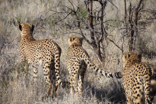 Madikwe Game Reserve - Cheetahs in Madikwe national park