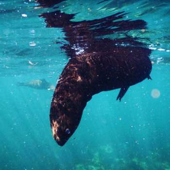 Kaapstad - Snorkeling with Seals