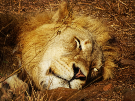 Rondreis Zuid-Afrika in drie weken - Leeuw