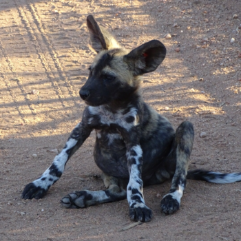 Rondreis Zuid-Afrika in drie weken - Wilde hond pup
