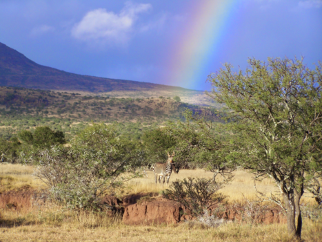 Oost-Kaap - Zebra onder regenboog!