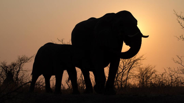 Krugerpark - Zonsopgang met olifanten