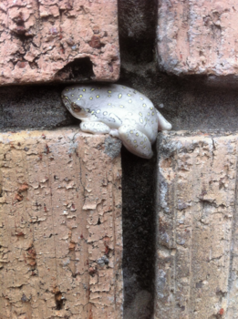 Rondreis Zuid-Afrika in drie weken - ZUID-AFRIKA ..CONTRASTERENDE KIKKER