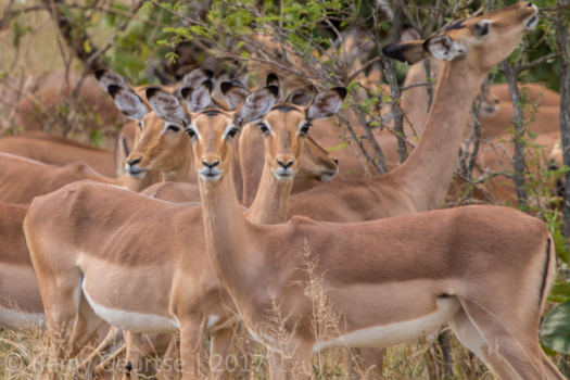 Krugerpark - Kerberos in Zuid-Afrika.