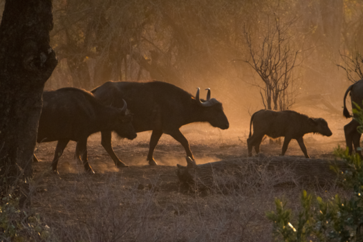 Krugerpark - Afrikaanse buffels