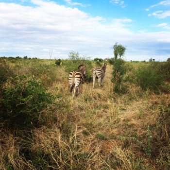 Rondreis van Johannesburg naar Kaapstad - Zebrabillen