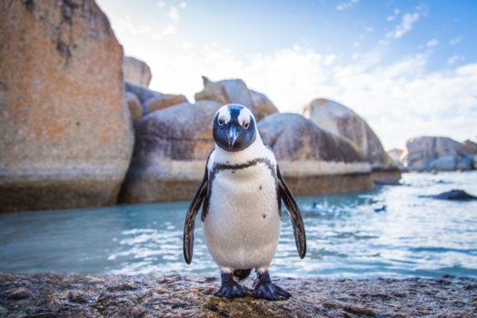 Kaapstad - Happy Feet