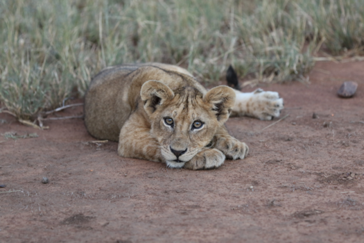 Krugerpark - Entertain me! I am bored