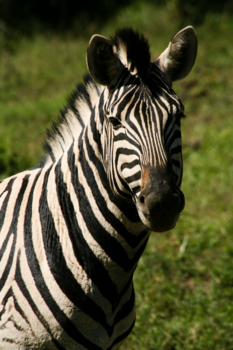 Rondreis Zuid-Afrika in drie weken - Ben ik niet Mooi?