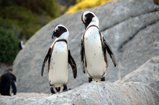 Rondreis Zuid-Afrika in drie weken - Joe, hoe, wij zijn hier!