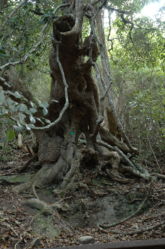 Rondreis Zuid-Afrika in drie weken - Natuur