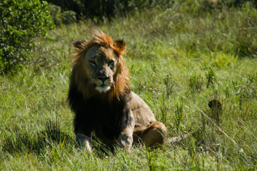 Rondreis Zuid-Afrika in drie weken - Lion King