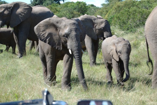 Rondreis Zuid-Afrika in drie weken - Kudde olifanten liepen vlak langs de auto