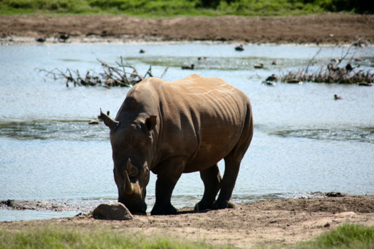 Rondreis Zuid-Afrika in drie weken - St.Lucia