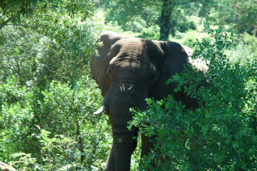 Rondreis van Johannesburg naar Kaapstad - Olifant in krugerpark