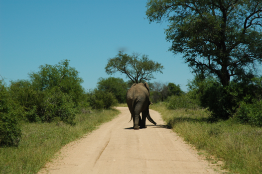 Rondreis van Johannesburg naar Kaapstad - Deze olifant had geen interesse in ons