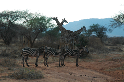 Rondreis van Johannesburg naar Kaapstad - Mooi plaatje in het kruger park