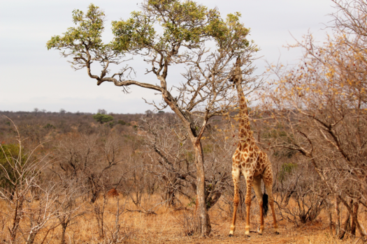 Rondreis Zuid-Afrika in drie weken - Etende Giraffe