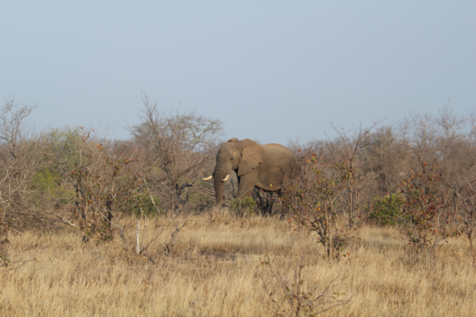 Rondreis Zuid-Afrika in drie weken