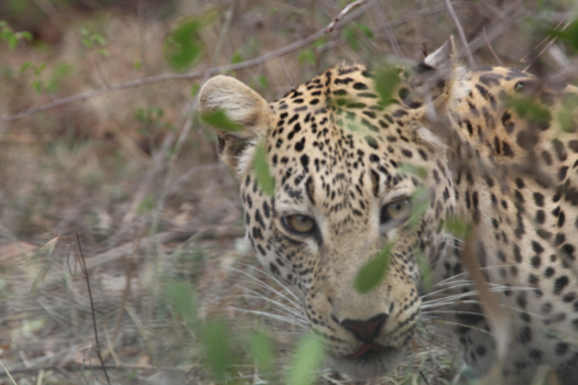 Krugerpark - Een uniek moment!