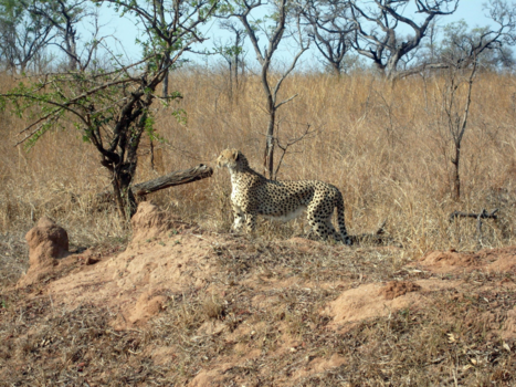 Rondreis van Johannesburg naar Kaapstad - Cheetah in Krugerpark