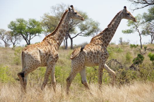 Krugerpark - Giraffen
