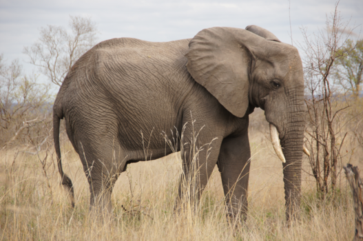 Krugerpark - Olifant