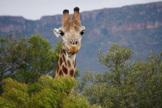 Rondreis Zuid-Afrika in drie weken - Kiekeboe