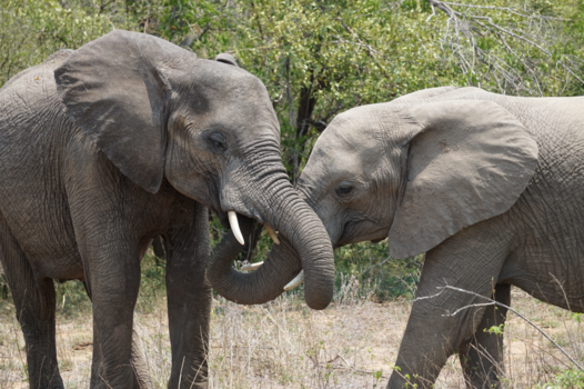 Rondreis Zuid-Afrika in drie weken - Sharing is caring
