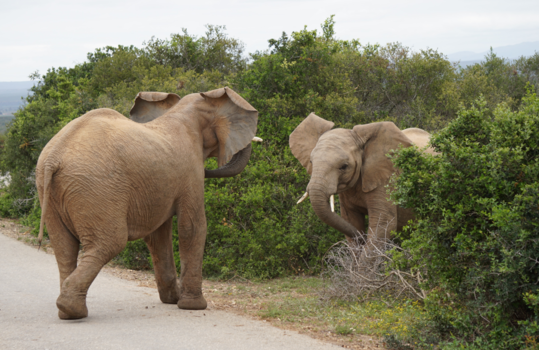 Addo Elephant National Park - Wie is de sterkste?