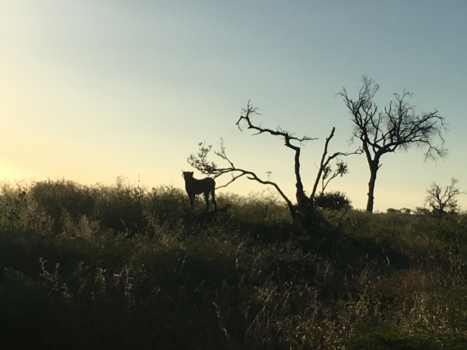 Krugerpark - Lucky me