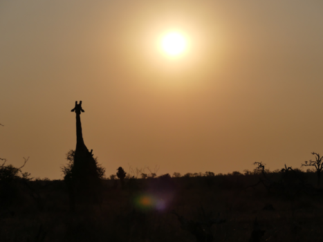 Krugerpark - Zonsondergang in Kruger Park
