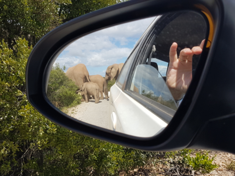Addo Elephant National Park - Overstekend olifanten in Addo Elephant Park
