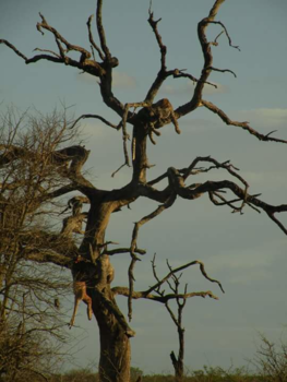 Krugerpark - cheetah en prooi