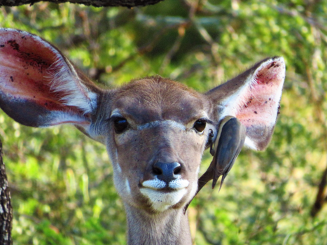 Krugerpark - Ossenpikker ruimt oor vrouwtjes Kudu op