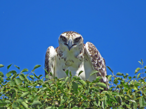 Krugerpark - Doordingende blik
