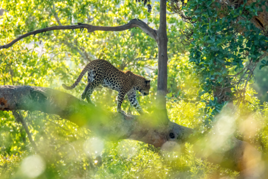 Rondreis Zuid-Afrika in twee weken - Luipaard in het Krugerpark